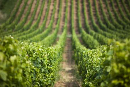 Vignobles Silvio Denz