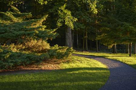 Lisière de forêt avoisinante à laVilla René Lalique