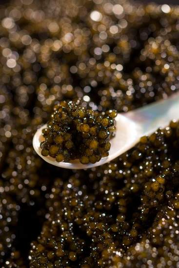 caviar 